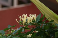 Lonicera japonica